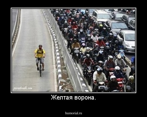 Желтая ворона.