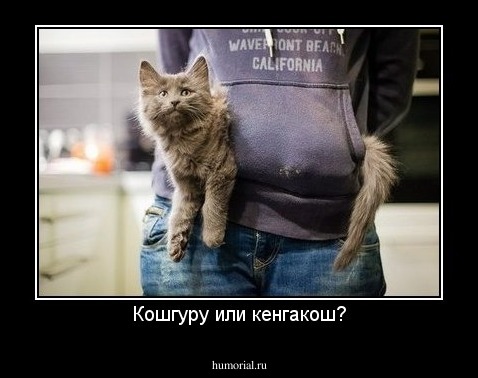 Кошгуру или кенгакош?