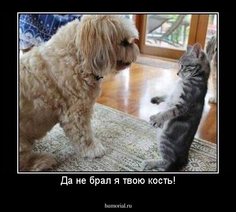 Да не брал я твою кость!