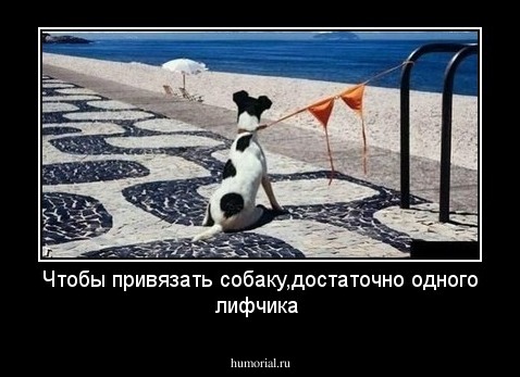 Чтобы привязать собаку,достаточно одного лифчика