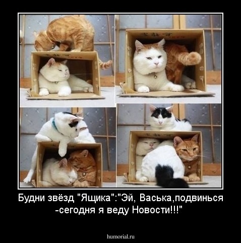 Будни звёзд "Ящика":"Эй, Васька,подвинься -сегодня я веду Новости!!!"