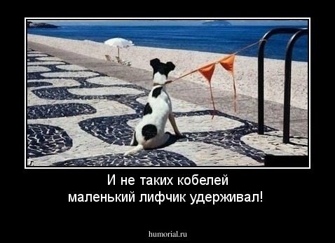 И не таких кобелей маленький лифчик удерживал!