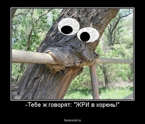-Тебе ж говорят: "ЖРИ в корень!"