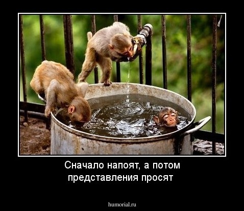 Сначало напоят, а потом представления просят