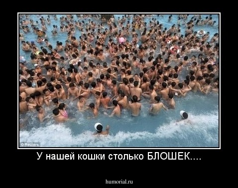 У нашей кошки столько БЛОШЕК....