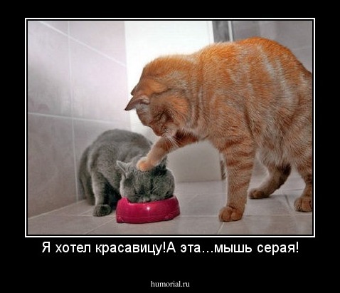 Я хотел красавицу!А эта...мышь серая!