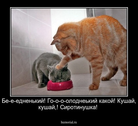 Бе-е-едненький! Го-о-о-олоднеький какой! Кушай, кушай,! Сиротинушка!