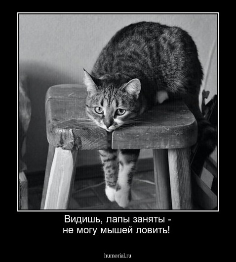 Видишь, лапы заняты - не могу мышей ловить!