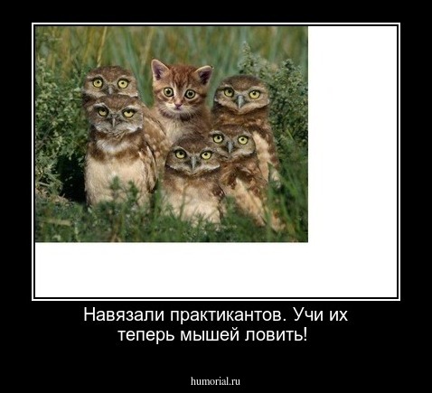  Навязали практикантов. Учи их теперь  мышей ловить!