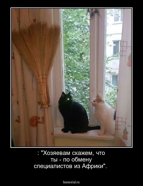 : "Хозяевам скажем, что ты - по обмену специалистов из Африки".