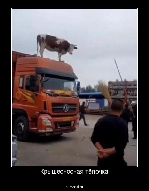 Крышесносная тёлочка