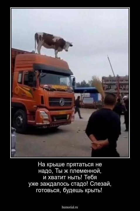 На крыше прятаться не надо,
  Ты ж племенной, и хватит ныть!
   Тебя уже заждалось стадо!
   Слезай, готовься, будешь крыть!