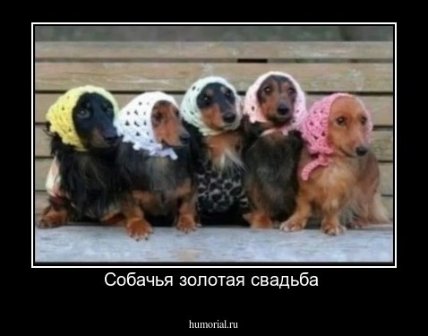 Собачья золотая свадьба 