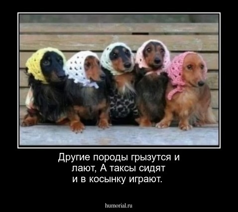 Другие породы грызутся и лают,
А таксы сидят и в косынку играют.