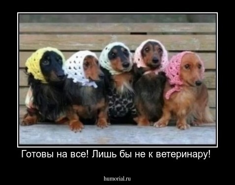 Готовы на все! Лишь бы не к ветеринару! 