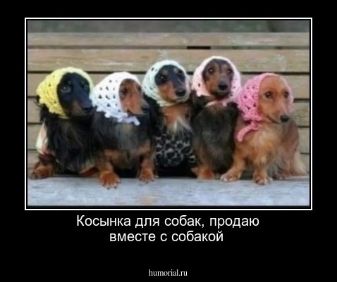 Косынка для собак, продаю вместе с собакой 
