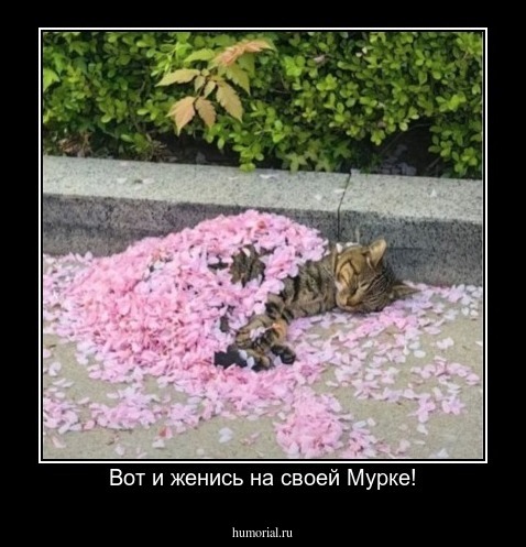Вот и женись на своей Мурке!