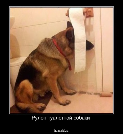 Рулон туалетной собаки 