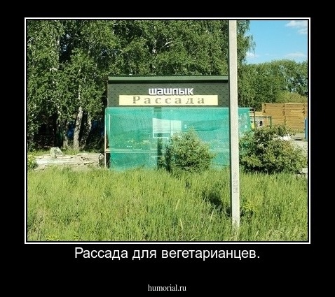 Рассада для вегетарианцев.