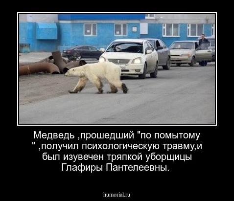 Медведь ,прошедший "по помытому "  ,получил психологическую травму,и был изувечен тряпкой уборщицы Глафиры Пантелеевны.