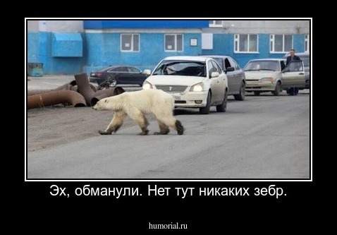 Эх, обманули. Нет тут никаких зебр.