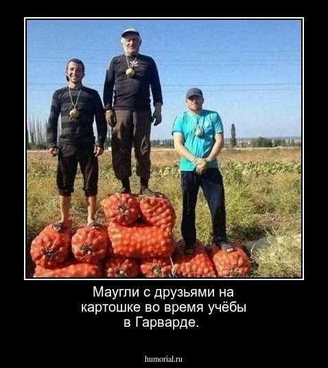  Маугли с друзьями на картошке во время учёбы в Гарварде.