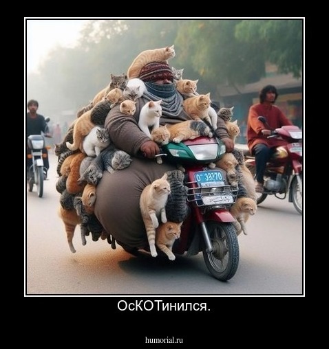 ОсКОТинился.