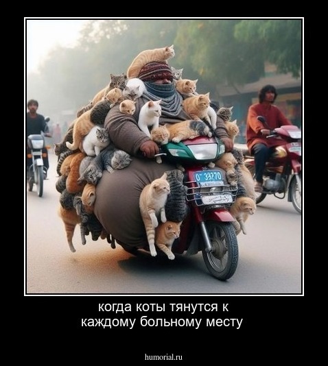 когда коты тянутся к каждому больному месту