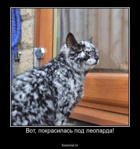 Вот, покрасилась под леопарда!