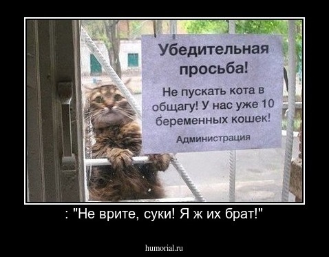  : "Не врите, суки! Я ж их брат!"