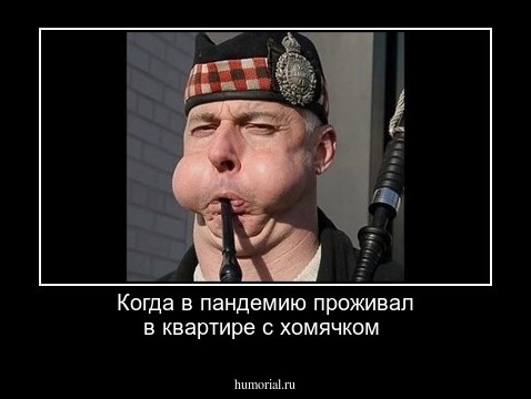 Когда в пандемию проживал в квартире с хомячком