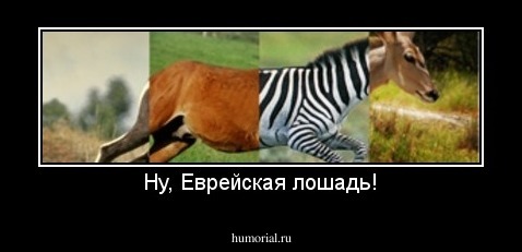 Ну, Еврейская лошадь!