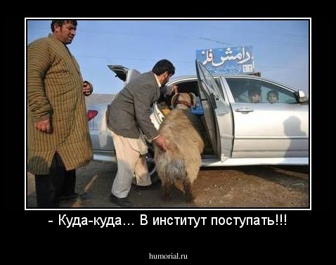 - Куда-куда... В институт поступать!!!