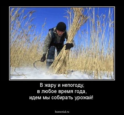 В жару и непогоду, в любое время года, идем мы собирать урожай!