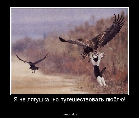 Я не лягушка, но путешествовать люблю!
