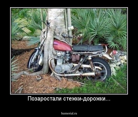 Позаростали стежки-дорожки...