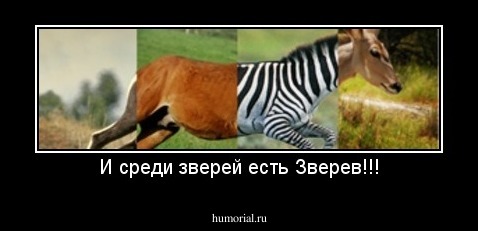 И среди зверей есть Зверев!!!