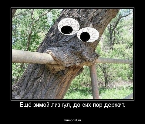Ещё зимой лизнул, до сих пор держит.