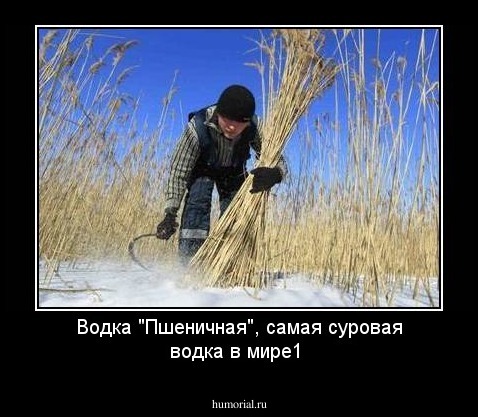 Водка "Пшеничная", самая суровая водка в мире1