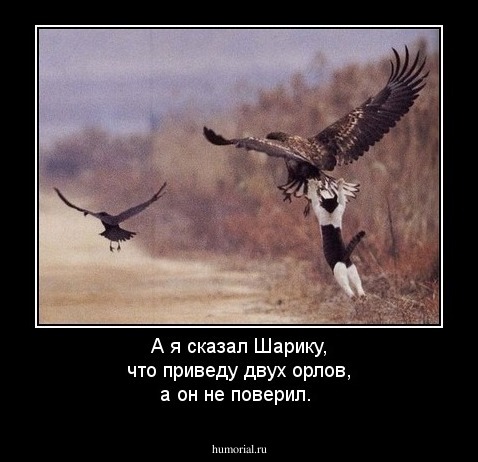 А я сказал Шарику, что приведу двух орлов, а он не поверил.