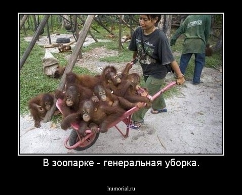 В зоопарке - генеральная уборка.