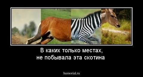 В каких только местах, не побывала эта скотина