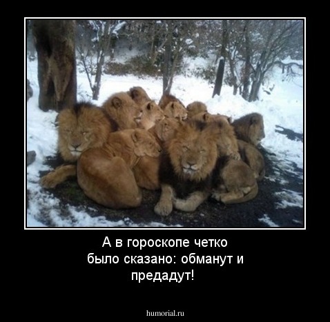 А в гороскопе четко было сказано: обманут и предадут!