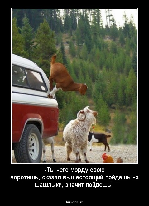 -Ты чего морду свою воротишь, сказал вышестоящий-пойдешь на шашлыки, значит пойдешь!