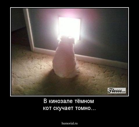 В кинозале тёмном 
кот скучает томно...