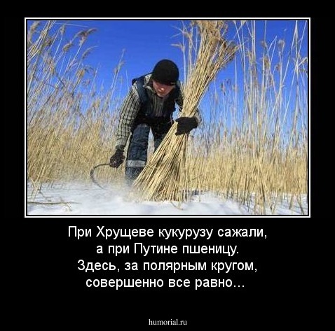 При Хрущеве кукурузу сажали, а при Путине пшеницу.
Здесь, за полярным кругом, совершенно все равно...