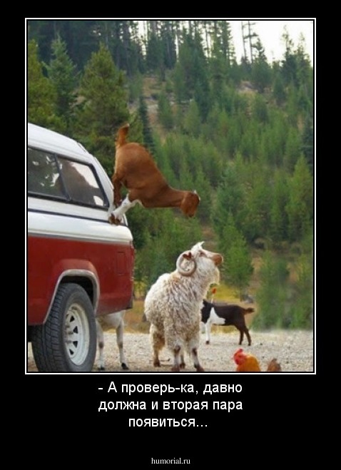 - А проверь-ка, давно должна и вторая пара появиться...