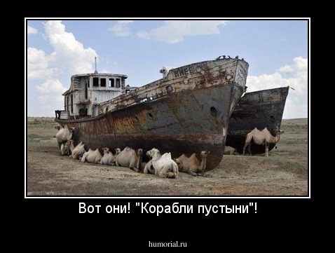 Вот они! "Корабли пустыни"!