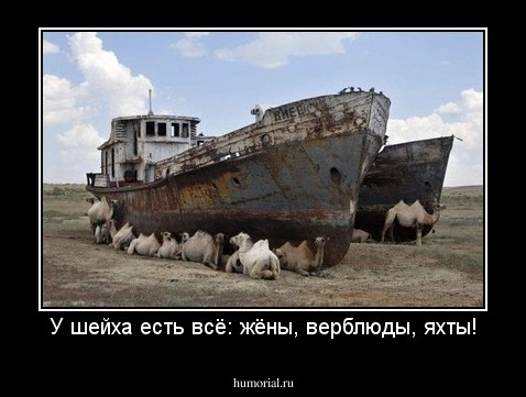 У шейха есть всё: жёны, верблюды, яхты!