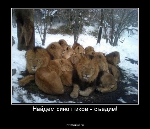 Найдем синоптиков - съедим!